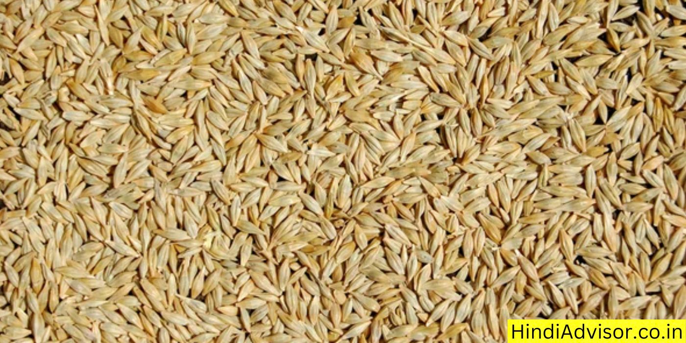 barley-barley-in-hindi